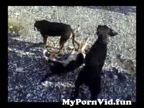 Animal porno jebanje