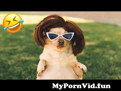Funniest Dogs And Cats Videos 😅 - Best Funny Animal Videos 2023 😁 #3 from  www vldeos Watch Video 