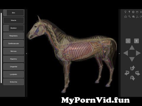 Horse 3d Porn