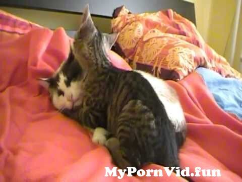 Cat licks dick. Porno archive most watched.