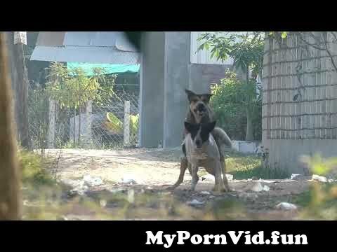 Girls to dog sex in Vadodara