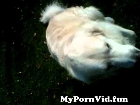 Mit hund porno See Porno