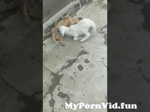 Kalyan in dogs girls sex and Live Sex