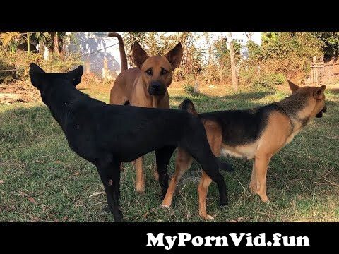Porn asian dog .:: Forbidden
