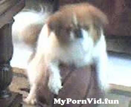 Porn with dog in Jakarta