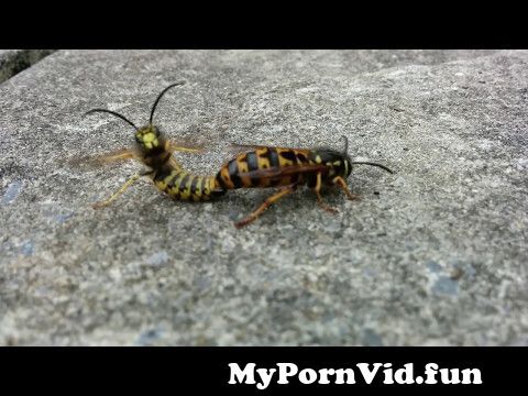 Insect porn video
