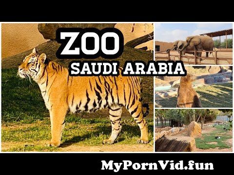 Animal porn animals in Riyadh