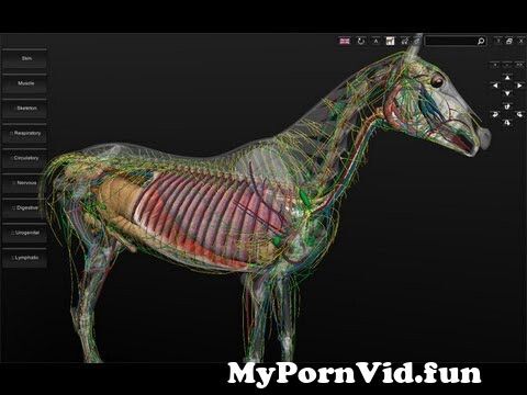 Sex hentai horse Horse Hentai
