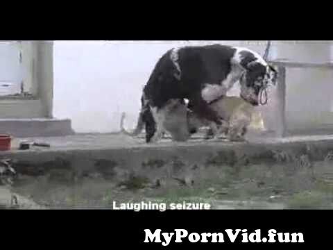 Big Dog Sex Porno