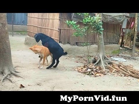 Try Not To Laugh Compilation | Best Funny dog & goat video | Funny animals  video 2021 from goats se chuda chudi Watch Video 