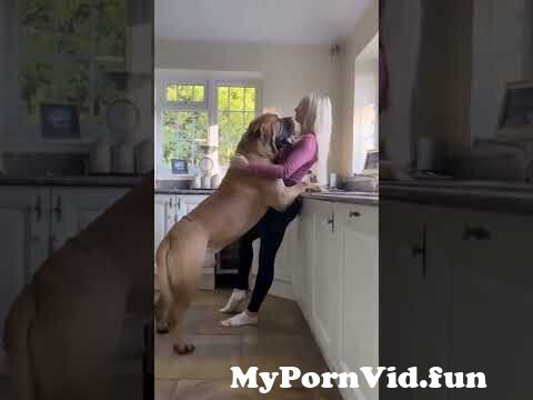 love #dog #girl #hot #sexy #home #animals #youtube #mastiff #iloveyou  ##youtubechannel #subscribe from 3gb ‎حيوانات Watch Video 