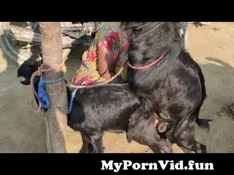 goat-meeting#goat-breeding Pawerful goat and small goat first time meeting  from goats se chuda chudi Watch Video 