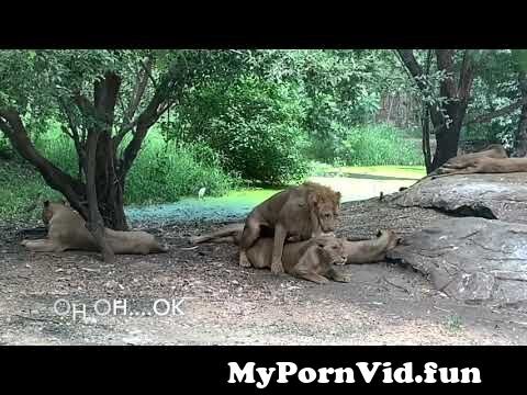 I zoo dog sex in Bangkok