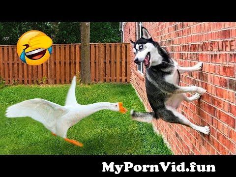 Funny Dogs And Cats Videos 2023 😅👌 - Best Animal Videos Of The Month 😁  #2 from ww anemal saxi video Watch Video 