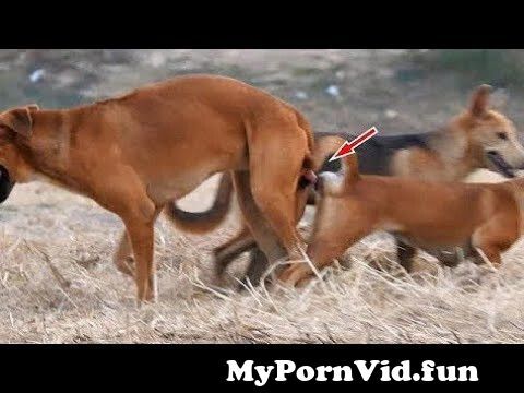 Porn compilation dog [ Young
