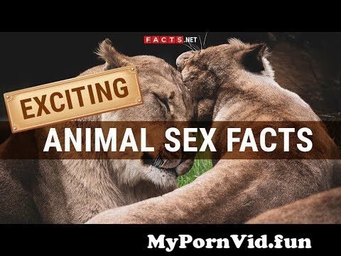 Exciting Facts About Animal Sex And Animals Mating from anima sex viddo com  Watch Video 
