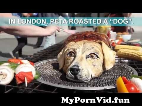 Porn dog in London