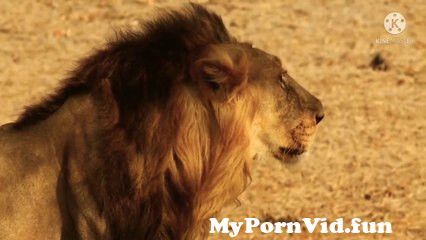 Video animals porno Animal Porn