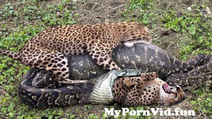 Animals porn in Abuja