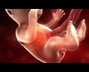 Little Bellies Ultrasound u0026 Pregnancy Spa