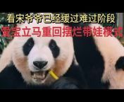 熊猫故事
