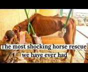 Tenerife Horse Rescue Sustainable Animal Sanctuary