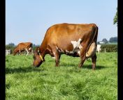 Ayrshire Cattle Society OFFICIAL