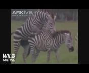 Zebra Mating Full HD