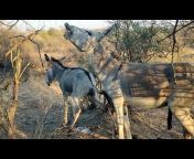 Donkey Animals Videos