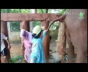 elephantnews