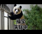 熊猫超多