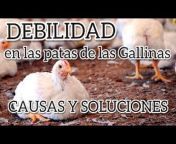 CRIANZA DE GALLINAS Y GALLOS RD