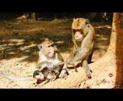 Historical Monkeys