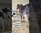 New Rao ji dairy farm