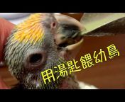 奇異果小黃帽鸚鵡