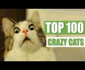 The Crazy Cats