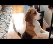 Oliver the Beagle