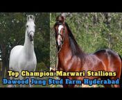 Great Marwari Horses Of Marwar