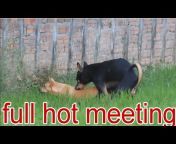 Animals Sex Meeting