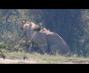 Wildest Kruger Sightings