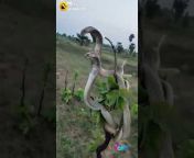Snake Lovers