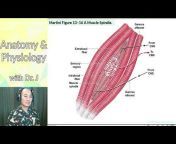 Anatomy u0026 Physiology with Dr. J