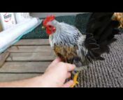 Miniature Chicken Channel