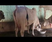 Ahlawat Dairy Farm