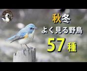 イーパの野鳥観察日記【野鳥200種の撮影に挑戦中】