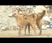 Lives of dogs تدريب كلاب