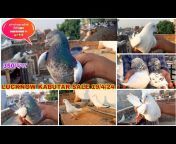 Lucknow Pigeon Loft