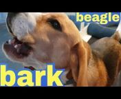 Smudge the Beagle