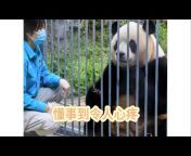 熊猫BB来了