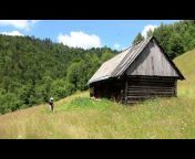 Wild forests of the Carpathians